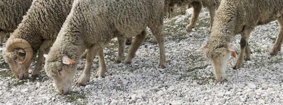 slideshow 7